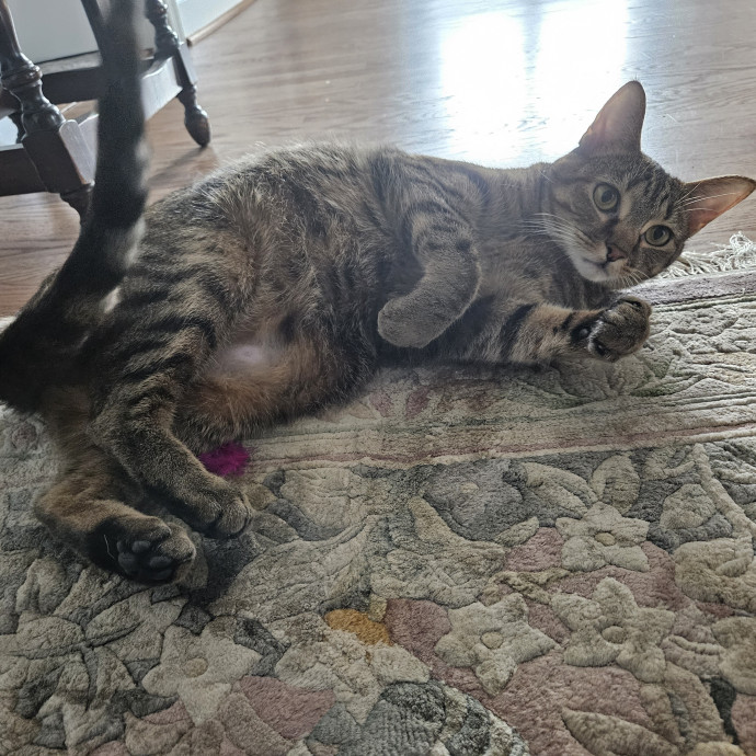 Blue Ribbon Cat Sitter Of Queen City