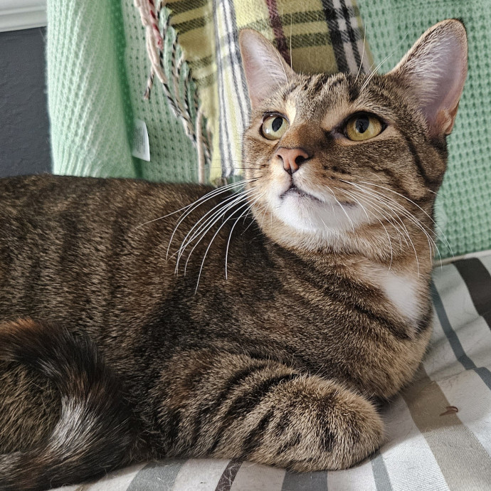 Blue Ribbon Cat Sitter Of Queen City