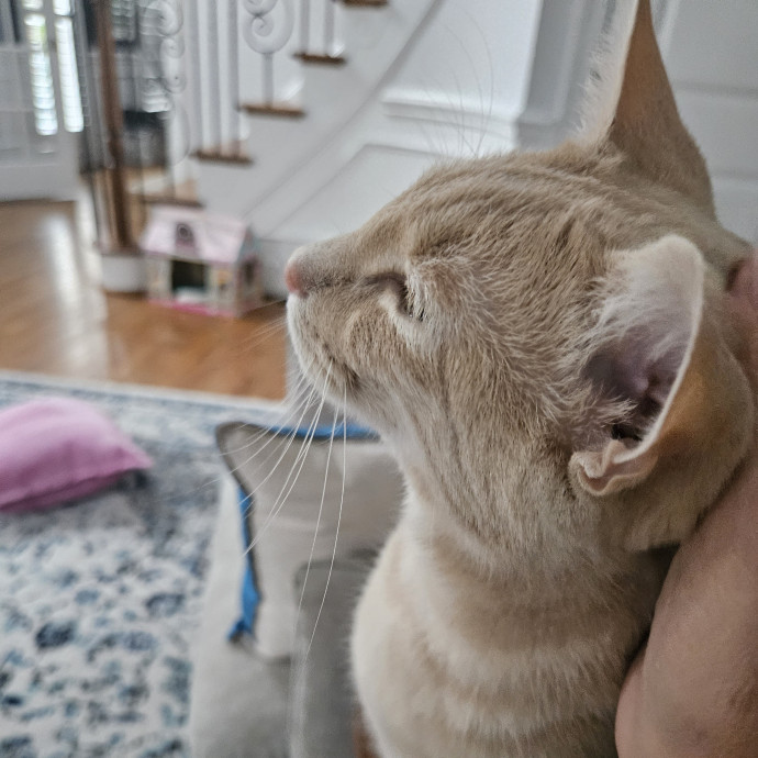 Blue Ribbon Cat Sitter Of Queen City