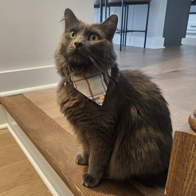 Blue Ribbon Cat Sitter Of Queen City