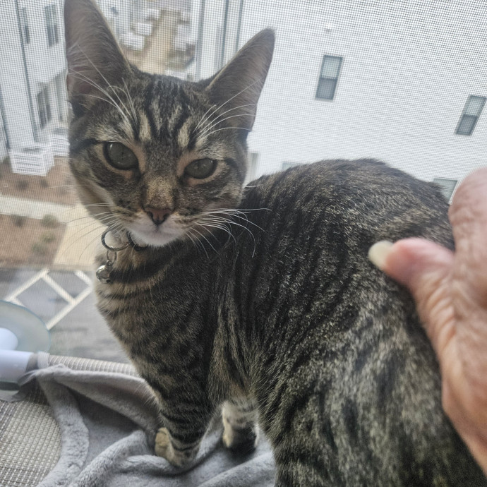 Blue Ribbon Cat Sitter Of Queen City