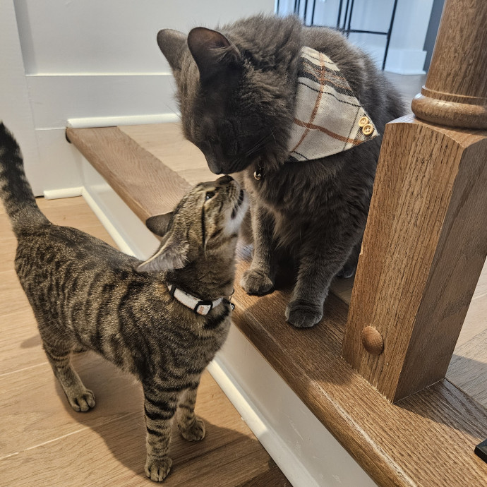 Blue Ribbon Cat Sitter Of Queen City