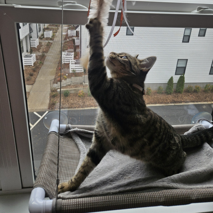 Blue Ribbon Cat Sitter Of Queen City
