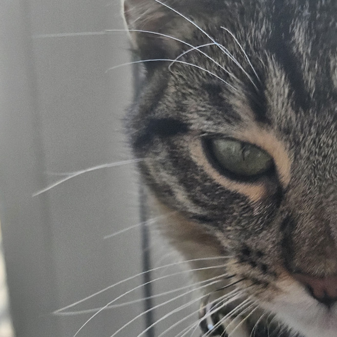 Blue Ribbon Cat Sitter Of Queen City