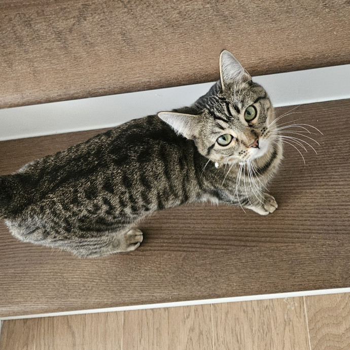 Blue Ribbon Cat Sitter Of Queen City