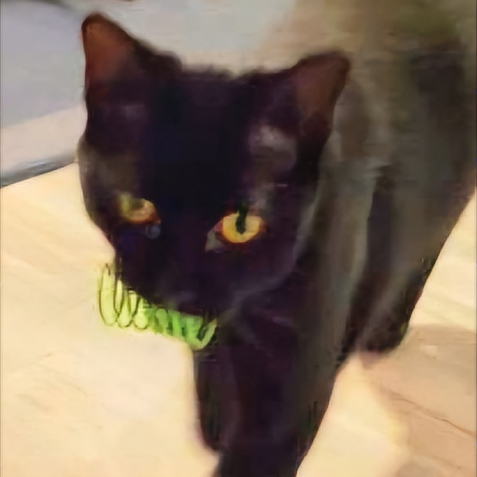 Blue Ribbon Cat Sitter Of Queen City