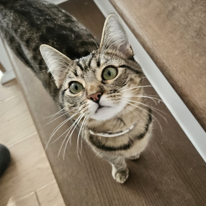 Blue Ribbon Cat Sitter Of Queen City