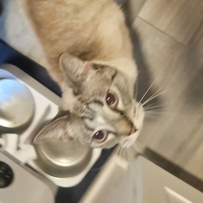 Blue Ribbon Cat Sitter Of Queen City