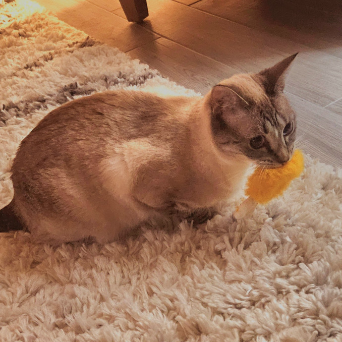 Blue Ribbon Cat Sitter Of Queen City