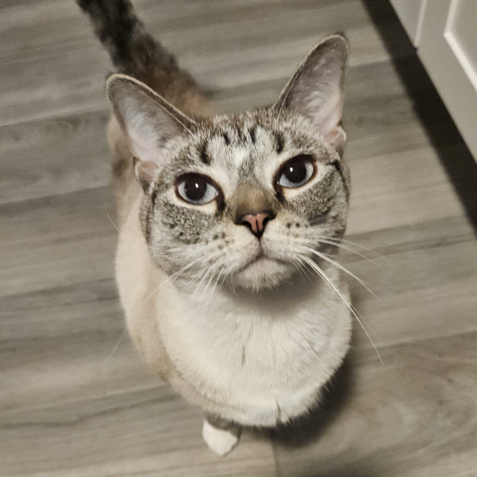 Blue Ribbon Cat Sitter Of Queen City