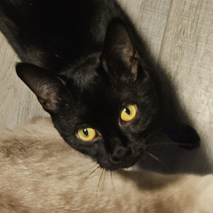 Blue Ribbon Cat Sitter Of Queen City