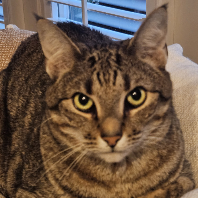 Blue Ribbon Cat Sitter Of Queen City