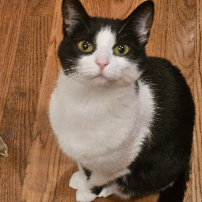 Blue Ribbon Cat Sitter Of Queen City
