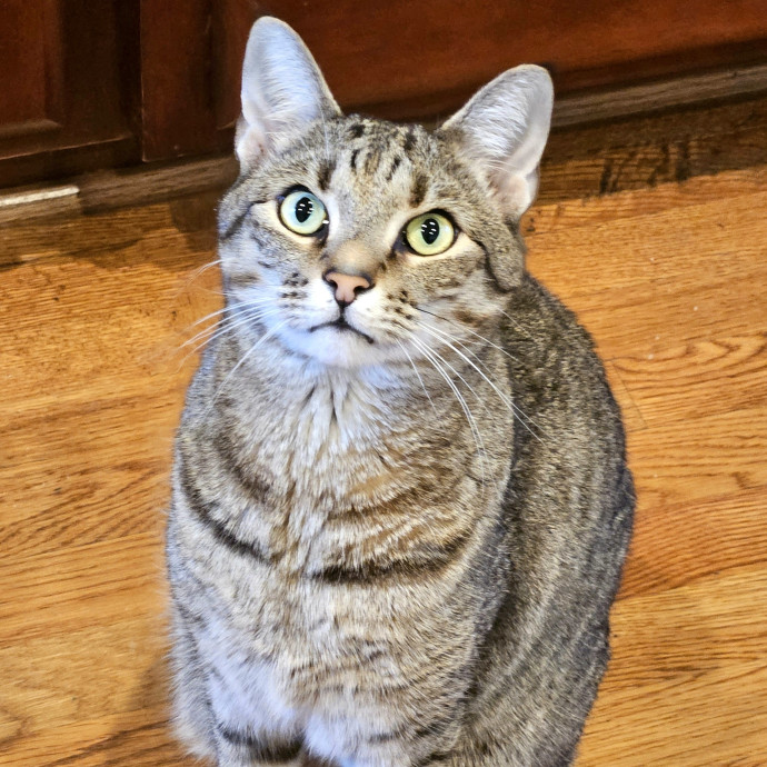 Blue Ribbon Cat Sitter Of Queen City