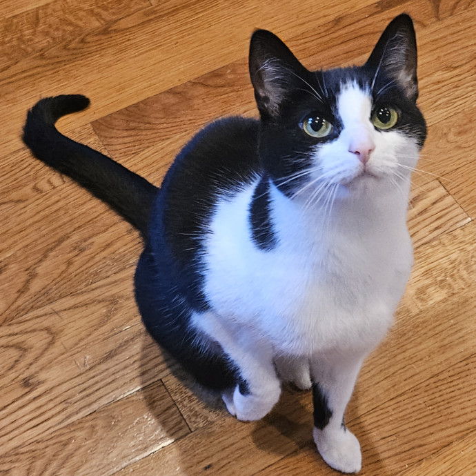 Blue Ribbon Cat Sitter Of Queen City