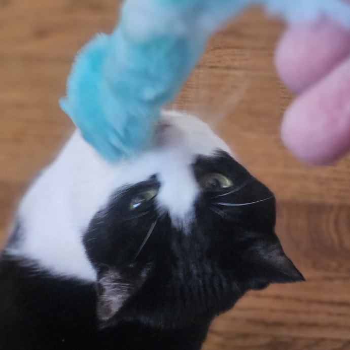 Blue Ribbon Cat Sitter Of Queen City
