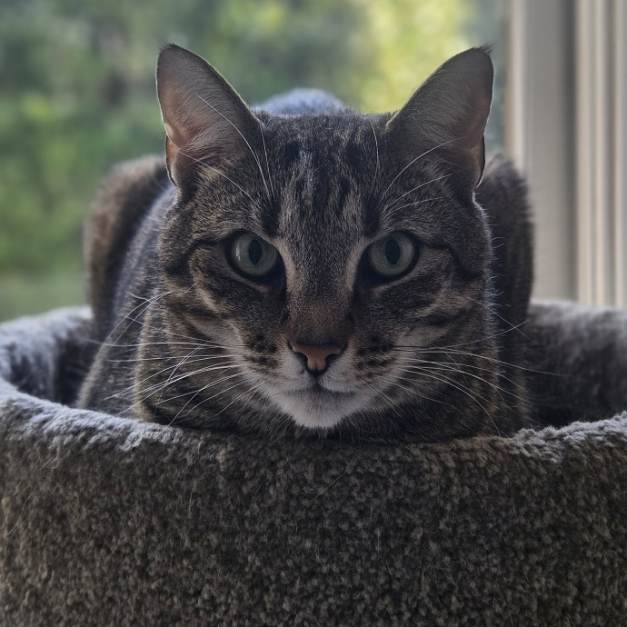 Blue Ribbon Cat Sitter Of Queen City
