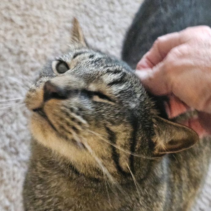 Blue Ribbon Cat Sitter Of Queen City