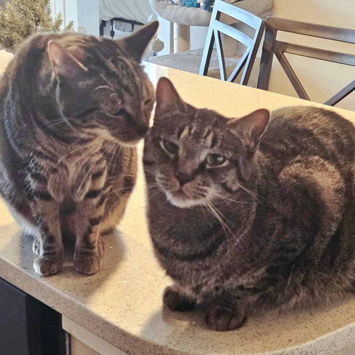 Blue Ribbon Cat Sitter Of Queen City
