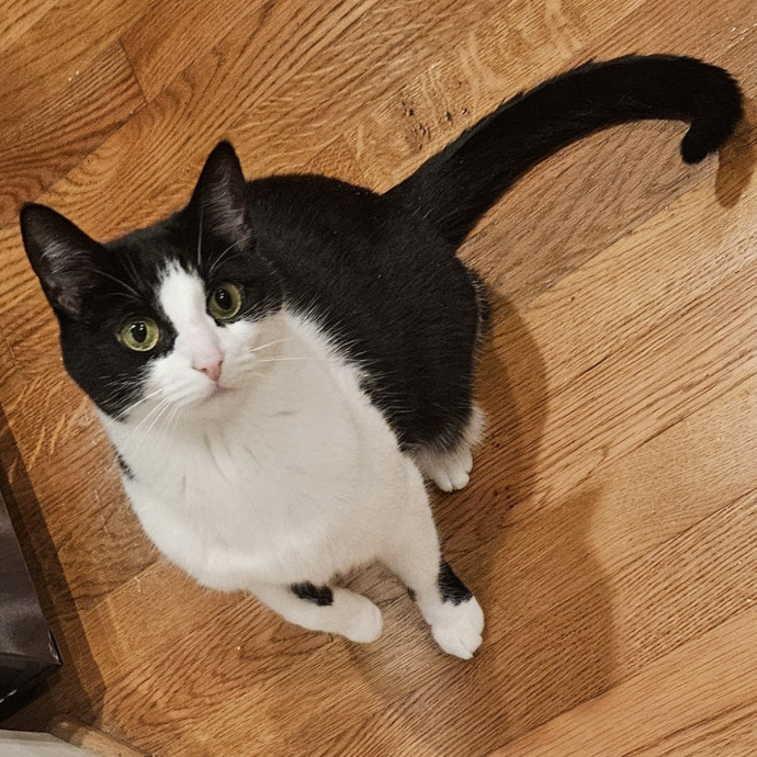 Blue Ribbon Cat Sitter Of Queen City