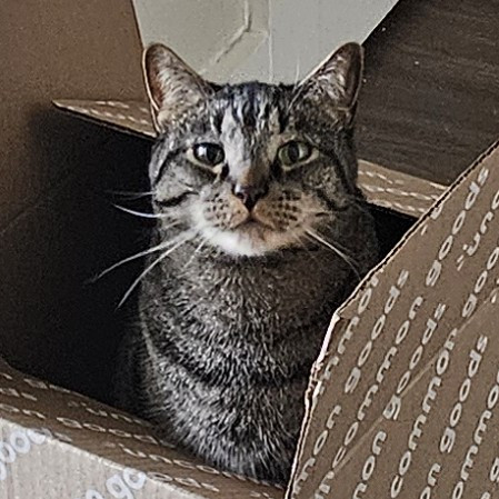 Blue Ribbon Cat Sitter Of Queen City
