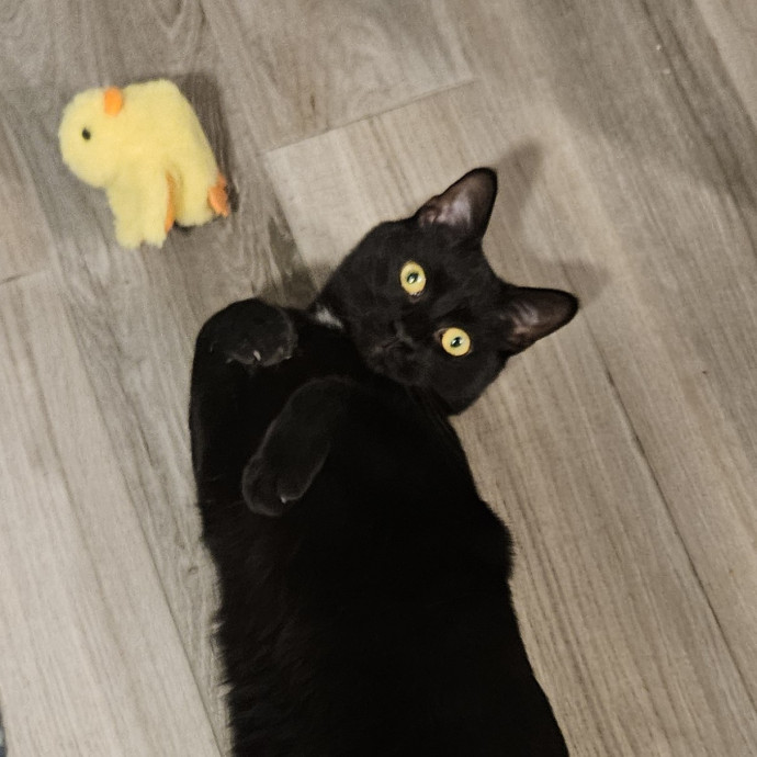 Blue Ribbon Cat Sitter Of Queen City