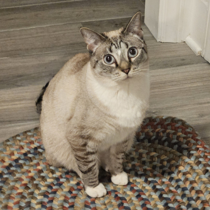 Blue Ribbon Cat Sitter Of Queen City