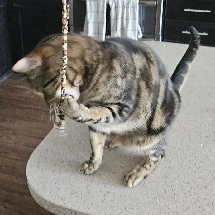 Blue Ribbon Cat Sitter Of Queen City