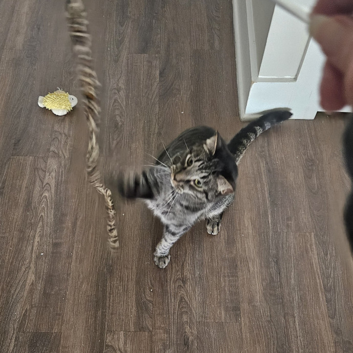 Blue Ribbon Cat Sitter Of Queen City