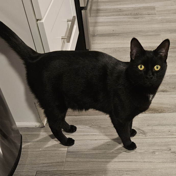 Blue Ribbon Cat Sitter Of Queen City