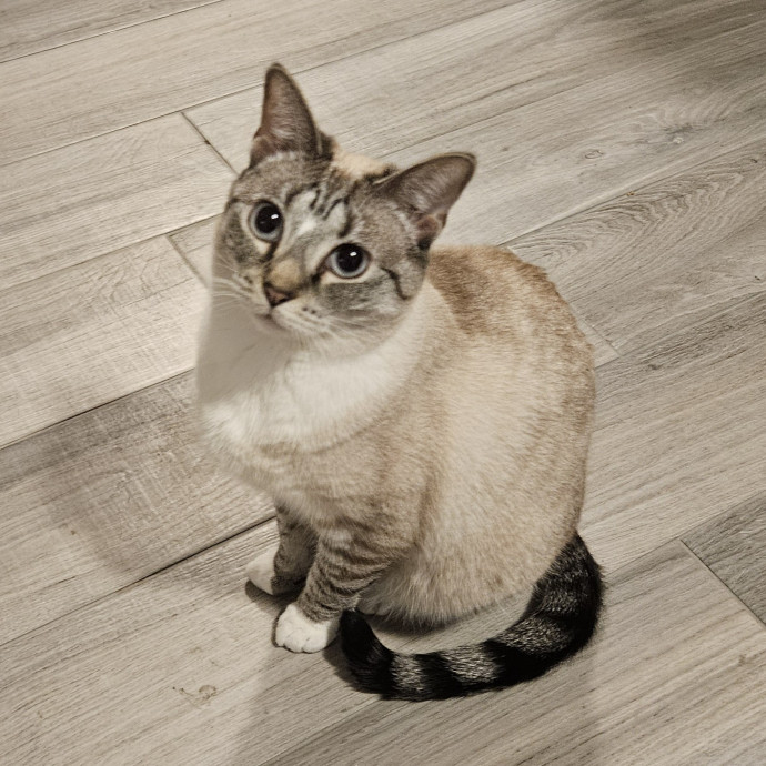 Blue Ribbon Cat Sitter Of Queen City
