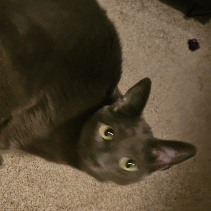 Blue Ribbon Cat Sitter Of Queen City