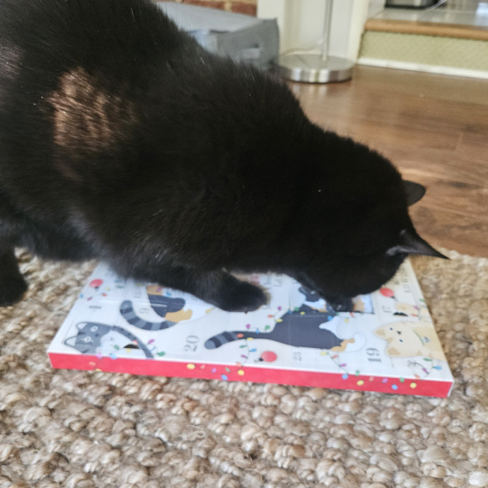 Blue Ribbon Cat Sitter Of Queen City