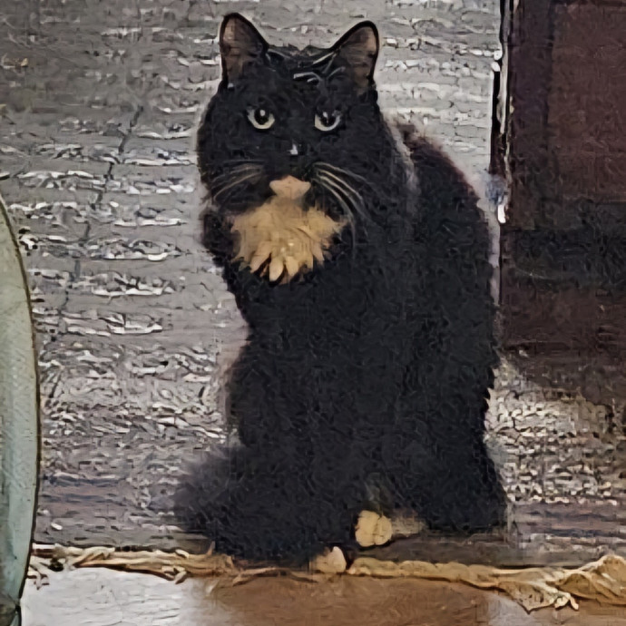 Blue Ribbon Cat Sitter Of Queen City