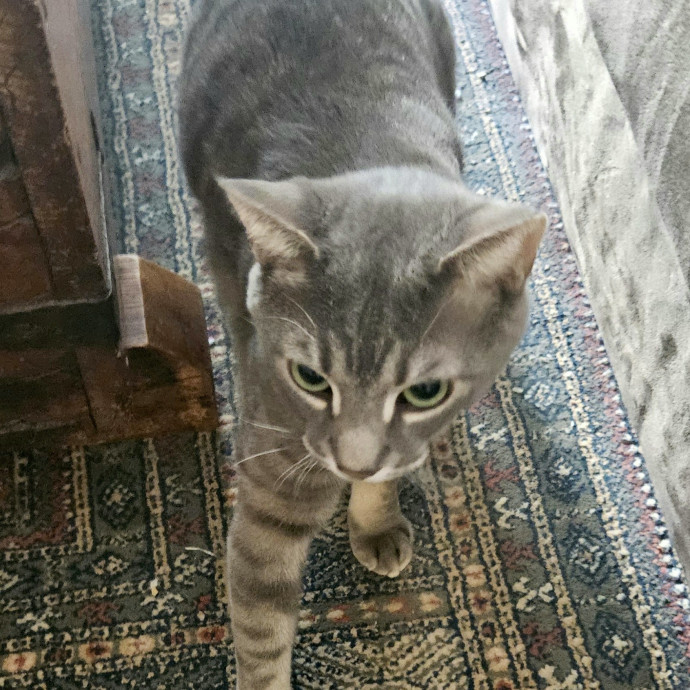 Blue Ribbon Cat Sitter Of Queen City