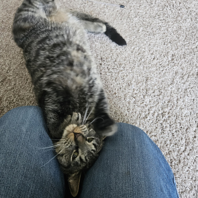 Blue Ribbon Cat Sitter Of Queen City