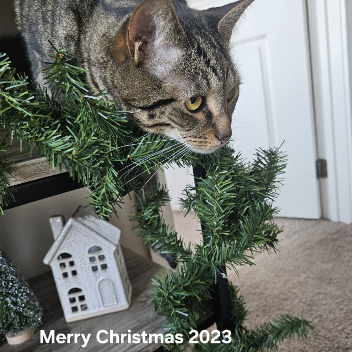 Blue Ribbon Cat Sitter Of Queen City