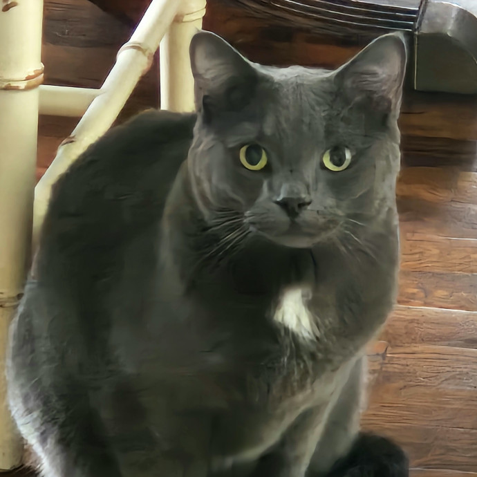 Blue Ribbon Cat Sitter Of Queen City