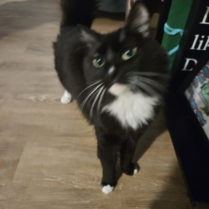 Blue Ribbon Cat Sitter Of Queen City