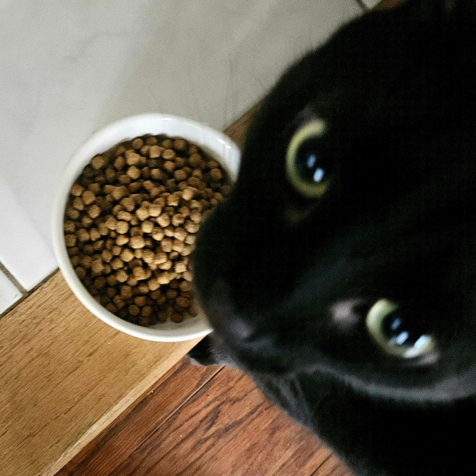 Blue Ribbon Cat Sitter Of Queen City