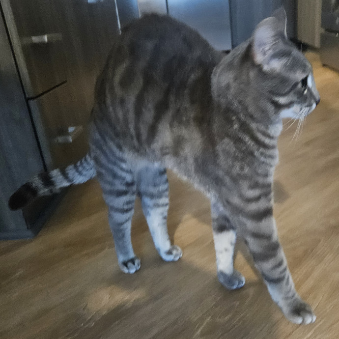 Blue Ribbon Cat Sitter Of Queen City