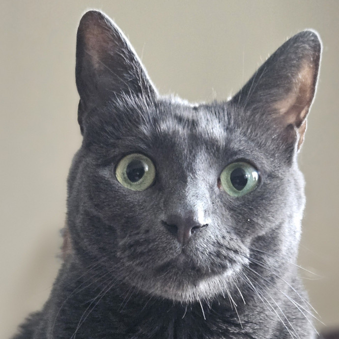 Blue Ribbon Cat Sitter Of Queen City