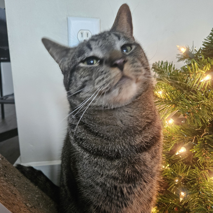 Blue Ribbon Cat Sitter Of Queen City
