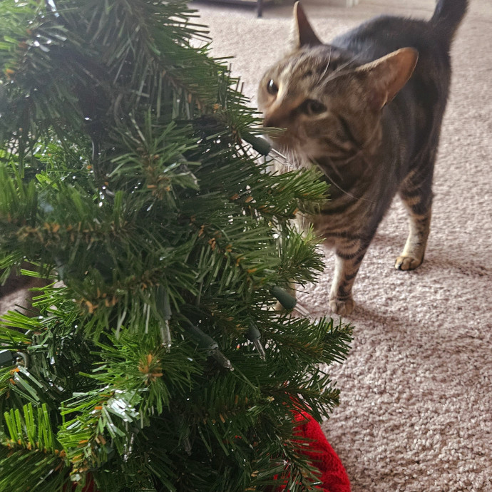 Blue Ribbon Cat Sitter Of Queen City