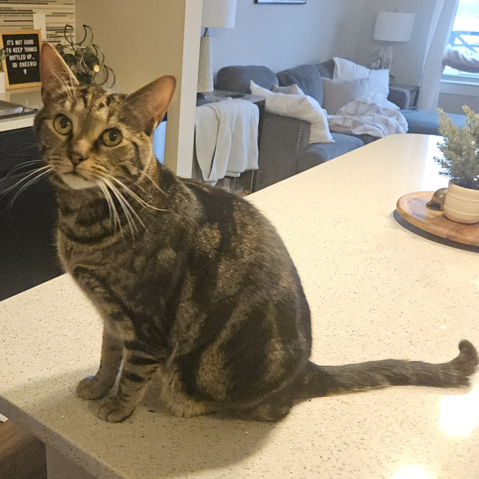 Blue Ribbon Cat Sitter Of Queen City