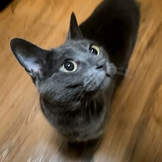 Blue Ribbon Cat Sitter Of Queen City
