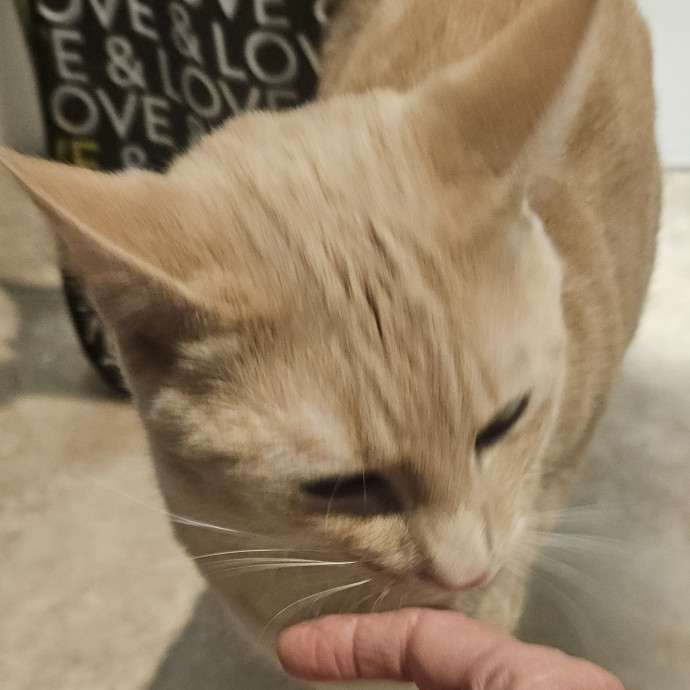 Blue Ribbon Cat Sitter Of Queen City