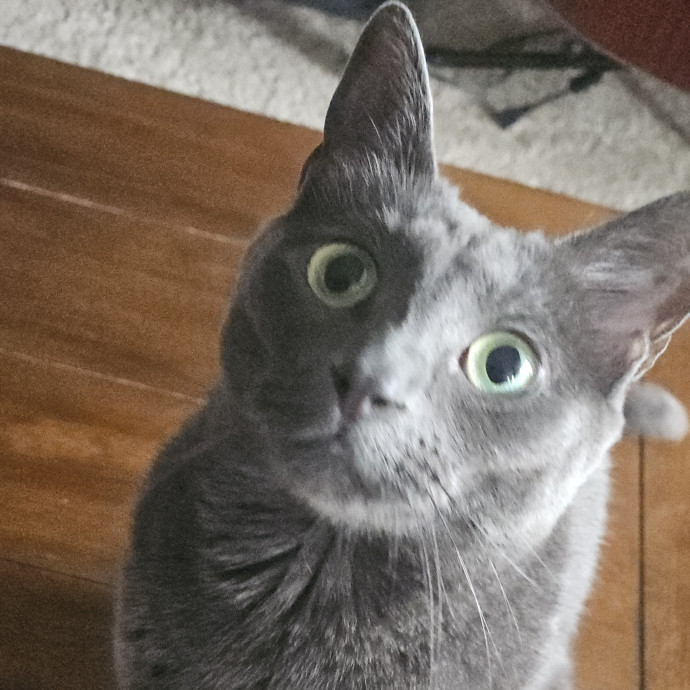 Blue Ribbon Cat Sitter Of Queen City