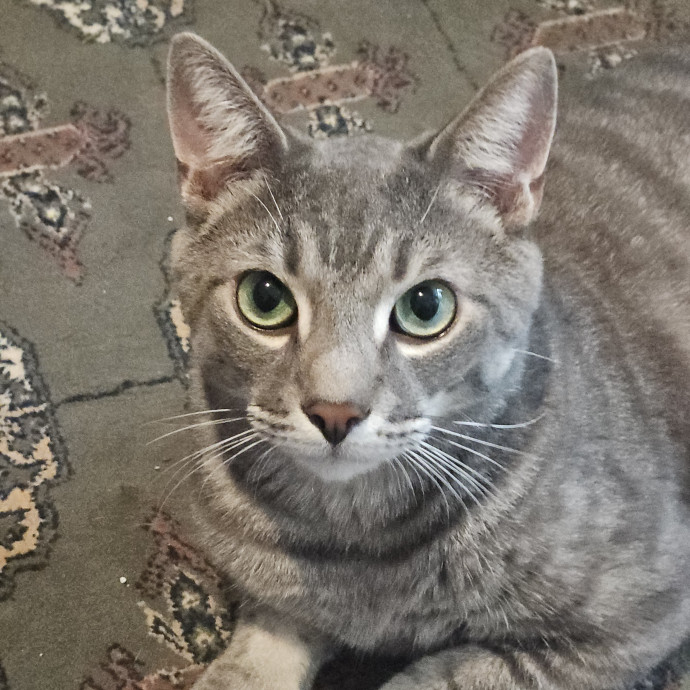 Blue Ribbon Cat Sitter Of Queen City