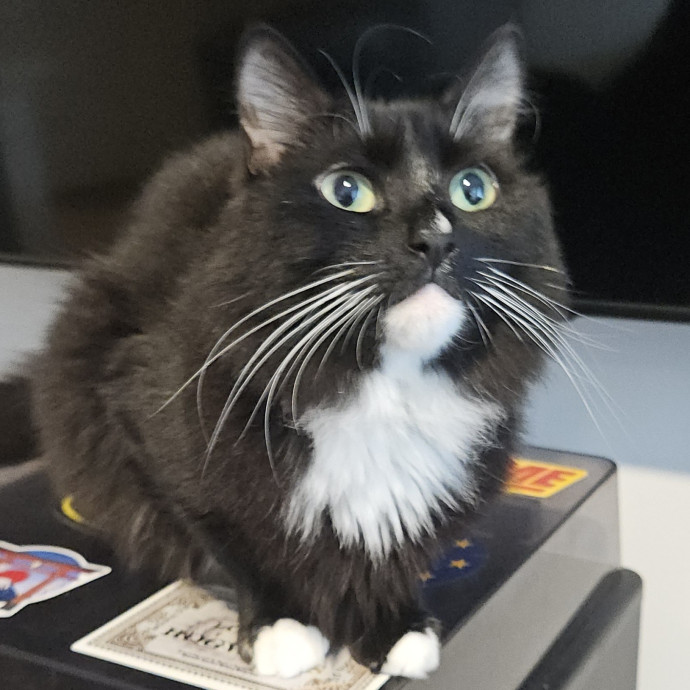 Blue Ribbon Cat Sitter Of Queen City